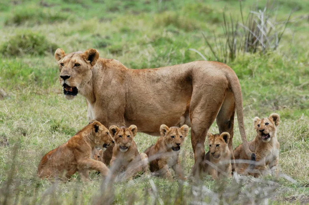Mikumi National Park