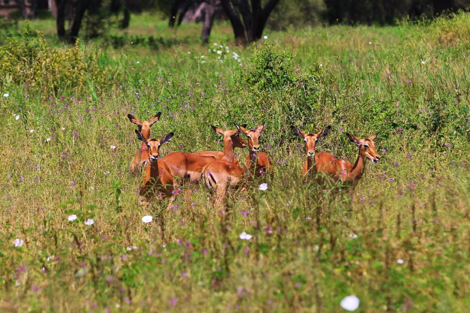 Myriad Safaris