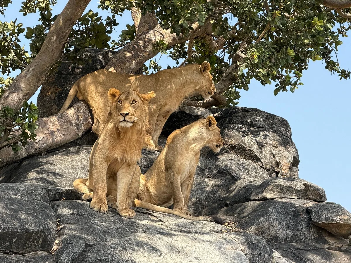 Taswira Africa Safaris